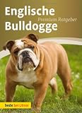 Englische Bulldogge