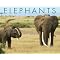 Elephants . . in 2012 Calendars !