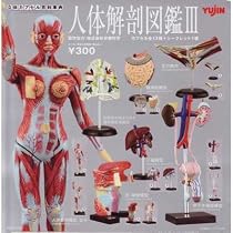 カプセル 人体解剖図鑑III シークレット含む全14種セット
