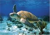 Clementoni - Puzzle - Sea Turtle