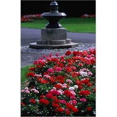 Poster 40 x 60 cm - "Detail of a rose border in Phoenix Park, one of the world's largest City parks with over 700 hectare" von Doug McKinlay / Lonely Planet Images - auch in anderen Gr��en und als Leinwandbild erh�ltlich