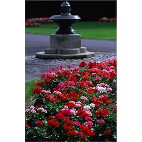 toile Detail of a rose border in Phoenix Park, one of the world's largest City parks with over 70...