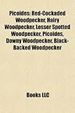 Picoides: Red-Cockaded Woodpecker, Hairy Woodpecker, Lesser Spotted Woodpecker, Picoides, Downy Woodpecker, Black-Backed Woodpec-