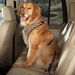 X-SMALL - CHOCOLATE - Houndstooth Car Harness