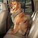 Automotive : LARGE - CHOCOLATE - Houndstooth Car Harness
