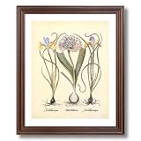 Framed Cherry French Iris Flower Irises Bulb Contemporary Pictures Art Print