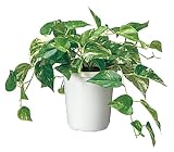 コクヨS&T 人工植物(アイレストグリーン) ポトスクラスター PX-GPT601