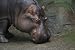Hippopotamus Taxidermy Photo Reference CD