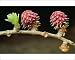 Photographic Prints of USH-107 European LARCH Tree Flowers from Ardea Wildlife Pets