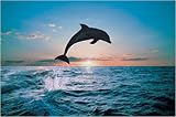 Dolphins and Whales - Poster Leap of freedom