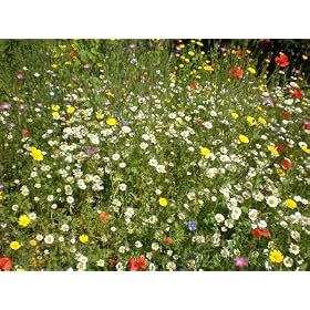 100% Wildflower Basic meadows seed mix 50 grams. Native UK seed. Covers up to 30 square metres