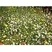 100% Wildflower Basic meadows seed mix 50 grams. Native UK seed. Covers up to 30 square metres