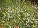 100 Wildflower