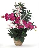 Double Phal / Dendrobium - B001DTD69O