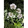 Tropica - Kr�uter - Koriander - Caribe (Coriandrum sativum) - 250 Samen