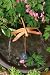 Dragonfly Dripper / Fountain