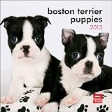 Boston Terrier Puppies 2013 7X7 Mini Wall
