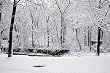 Fairyland of Snow in Washington's Rock Creek Park Photograph - Beautiful 16"x20" Photographic Print by Carol M. Highsmith