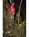Photographic Prints of BS-793 Zingiber - a type of Ginger, medicinal from Ardea Wildlife Pets