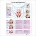 Thyroid Disorders Anatomical Chart
