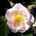 Rose Penelope