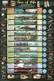 (24x36) Laminated Eras of Life Geology Educational Science Chart Poster