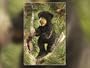 Folkmanis Black Bear Cub Puppet