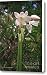 Amaryllis - Belladonna Lily Flower Canvas Print / Canvas Art - Artist Karin Kuhlmann