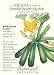 Summer Squash "Emerald Delight Zucchini" Seeds
