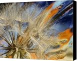Surreal Dandelions Canvas Print / Canvas Art   Artist Iris Greenwell