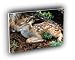 deer black tailed fawn washington A2 Large Canvas