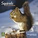 Squirrels 2010 Square Wall (Multilingual Edition)