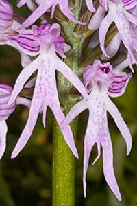 naked italica orchid man orchis orchids monkey italian dancing flowers flower seeds aka god sense humor davies harcourt paul plants