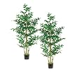Two 6' Fishtail Palm Tree W/370 Lvs. In Pot Green