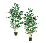 Two 6' Fishtail Palm Tree W/370 Lvs. In Pot Green