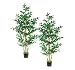 Two 6' Fishtail Palm Tree W/370 Lvs. In Pot Green