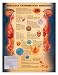 SEXUALLY TRANSMITTED DISEASES laminated 20" x 26"-9765PL1.5