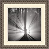 Redwoods, Study 9, Oakland Hills, California. 2002 Framed Art Print by Rolfe Horn, 29.09 in. x 29.0