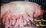 Vintage Postcard of Dinner Time on the Farm - Baby Piglets and Sow (Pigs, Hogs)