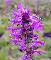 Hummelo Alpine Betony - Stachys - Green Foliage/Purple Leaves