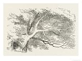 Alice and the Cheshire Cat the Cheshire Cat Fades Away Giclee Poster Print by John Tenniel, 24x32