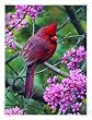 Ravensburger Springtime Cardinal - 500 Piece Puzzle