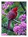Ravensburger Springtime Cardinal - 500 Piece Puzzle
