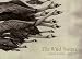 Wild Swans (Simply Read Boxed Book)
