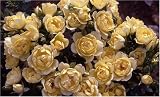 Review World of Roses  / Yellow Dream