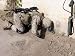 A Combat Engineer Searches for Possible Improvised Explosive Devices and Weapons Cach...