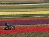 51rC6XCOokL. SL160  Working in the Tulip Rows in the Bulb Fields, Near Lisse, Holland (The Netherlands) Photographic Poster Print by Gary Cook, 24x32
