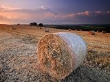 Round Straw Bales and Stormy Morning Sky, Near Bradworthy, Devon, Uk. September 2008 Landscape Premium Poster Print by Ross Hoddinott, 24x18