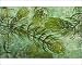 Photographic Prints of ROG-9390 Rigid Hornwort - Aquatic Flower from Ardea Wildlife Pets