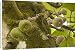 Canvas Prints of A wild fig, in fruit from Ardea Wildlife Pets